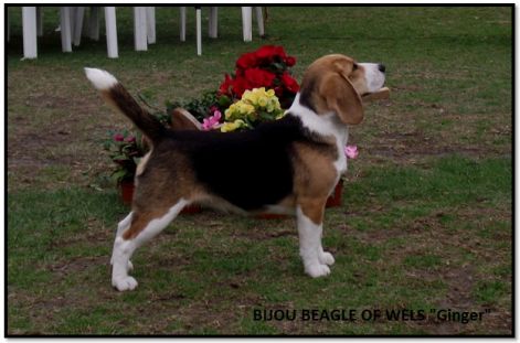 120331_mksz_cac_gini.jpg 120331_mksz_cac_gini.jpg