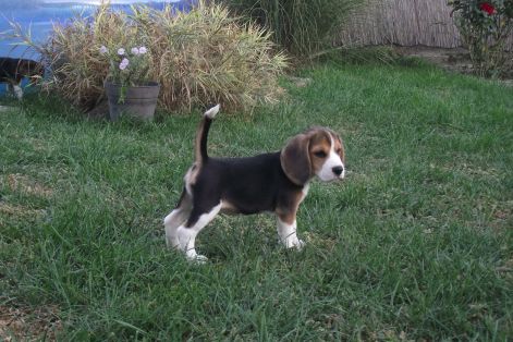 bijoubogi_9_hetes_039.jpg bijoubogi_9_hetes_039.jpg