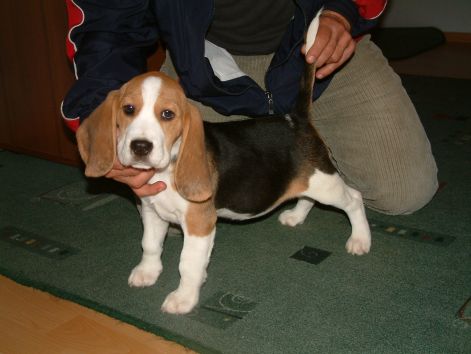 Pici Mojci carmen_beagle_szuka-pici_mojci.jpg