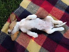 foltos_alszik.jpg foltos_alszik.jpg