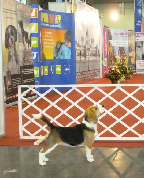 ginger_fehova_6honapos.jpg ginger_fehova_6honapos.jpg