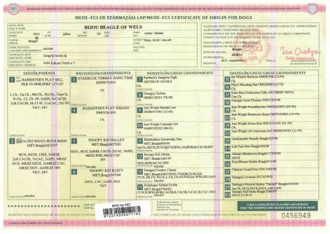 ginger_tkv.jpg ginger_tkv.jpg