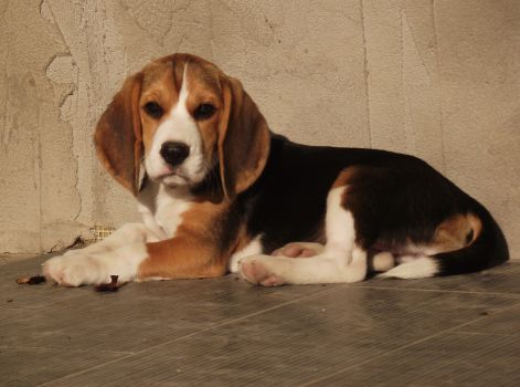 gini_111101.jpg gini_111101.jpg