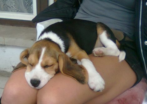 gini_alszik.jpg gini_alszik.jpg