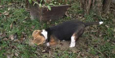 gini_es_a_godor.jpg gini_es_a_godor.jpg