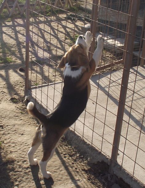 gini_nyujti.jpg gini_nyujti.jpg