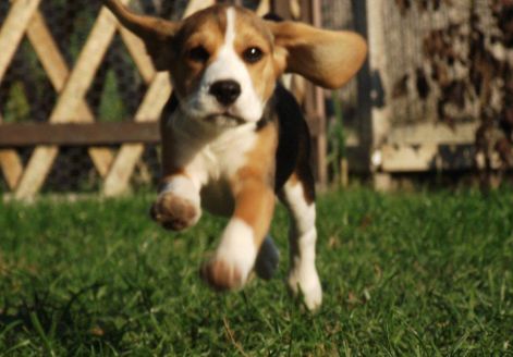 gini_repul.jpg gini_repul.jpg