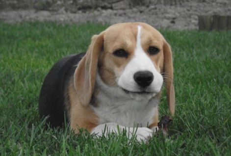 ginibabak120328_gini_pofa.jpg ginibabak120328_gini_pofa.jpg