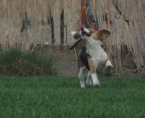 ginibabak120328_hozommarhozom.jpg ginibabak120328_hozommarhozom.jpg