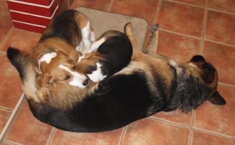 lenyok_kupac.jpg lenyok_kupac.jpg