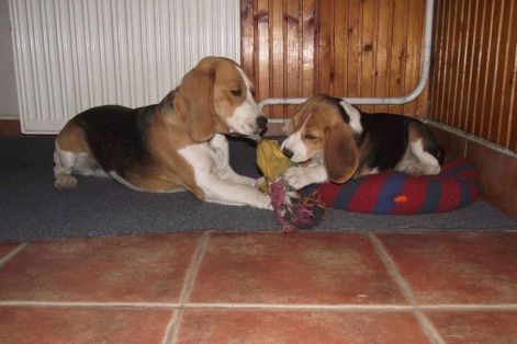 moegini_jatek.jpg moegini_jatek.jpg