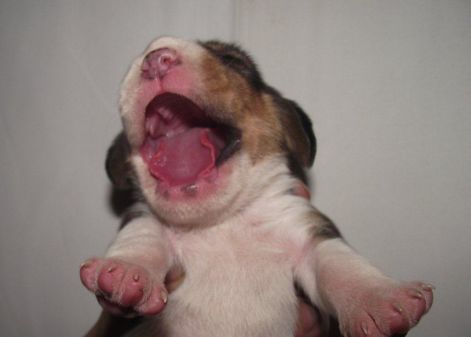 mojcibeni_babak_9_naposak_ham_bekaplak.jpg mojcibeni_babak_9_naposak_ham_bekaplak.jpg