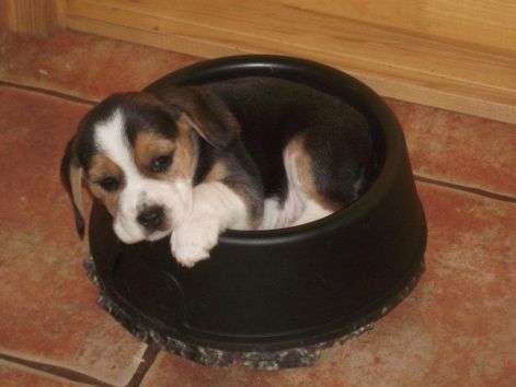 pihi_a_nagyok_taljaban.jpg pihi_a_nagyok_taljaban.jpg