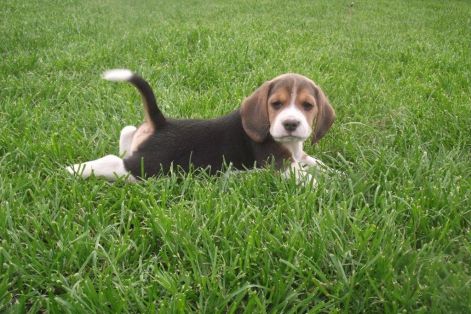 puha_fuben.jpg puha_fuben.jpg