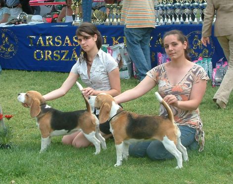 tkok_cac_2011.05.22._kutyapar.jpg tkok_cac_2011.05.22._kutyapar.jpg